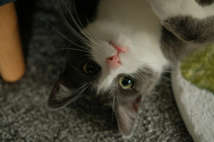 A cute cat with green eyes looking up